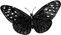 AMB235F.JPG