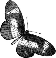 AMB234C.JPG
