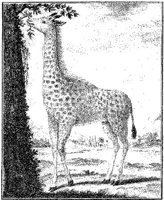 ANI157A.JPG