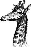 AMB071A.JPG