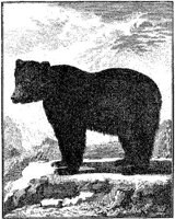 ANI087A.JPG