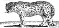 TAN014C.JPG
