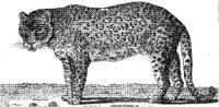 TAN014B.JPG