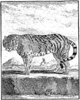 ANI119A.JPG