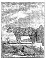 ANI118B.JPG