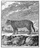 ANI118A.JPG