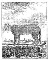 ANI116A.JPG