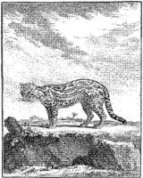 ANI115A.JPG