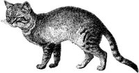 AMB021C.JPG