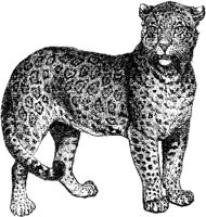 AMB020D.JPG