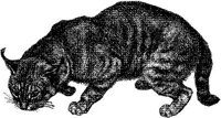 AMB020C.JPG