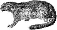 AMB019C.JPG