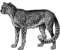 AMB018F.JPG