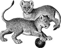 AMB012A.JPG