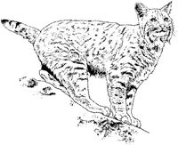 AIL024C.JPG