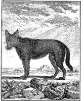 ANI084A.JPG