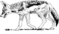 AIL032C.JPG