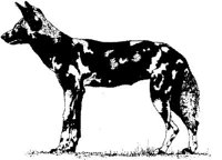 AIL010B.JPG
