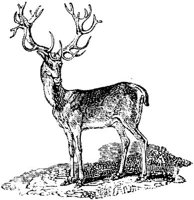EAC013V.JPG