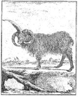 ANI182A.JPG
