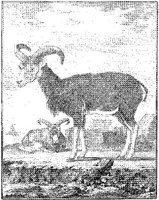 ANI181B.JPG