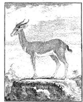ANI171A.JPG