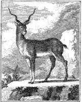 ANI169A.JPG