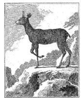 ANI168A.JPG