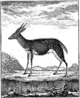 ANI167A.JPG