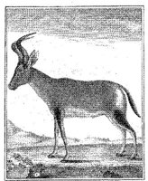 ANI166A.JPG