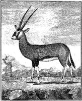ANI165A.JPG