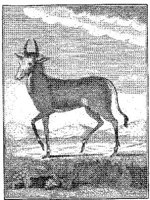 ANI164B.JPG