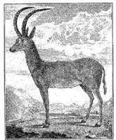 ANI164A.JPG