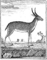 ANI163A.JPG