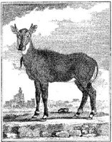 ANI159A.JPG