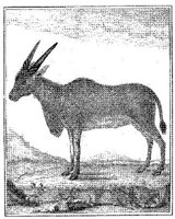 ANI158B.JPG