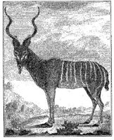 ANI158A.JPG