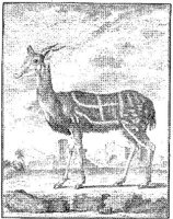 ANI157B.JPG
