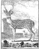 ANI151A.JPG