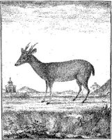 ANI149A.JPG