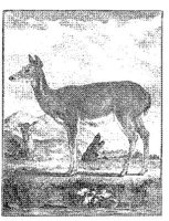 ANI148A.JPG