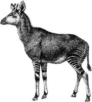 AMB171C.JPG