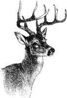 AMB074B.JPG