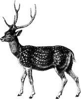AMB072C.JPG