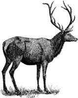 AMB072A.JPG