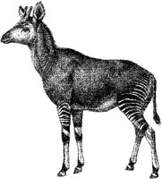 AMB071D.JPG