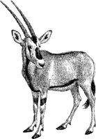 AMB070C.JPG