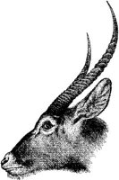 AMB070A.JPG