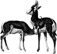 AMB069E.JPG