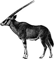 AMB069D.JPG